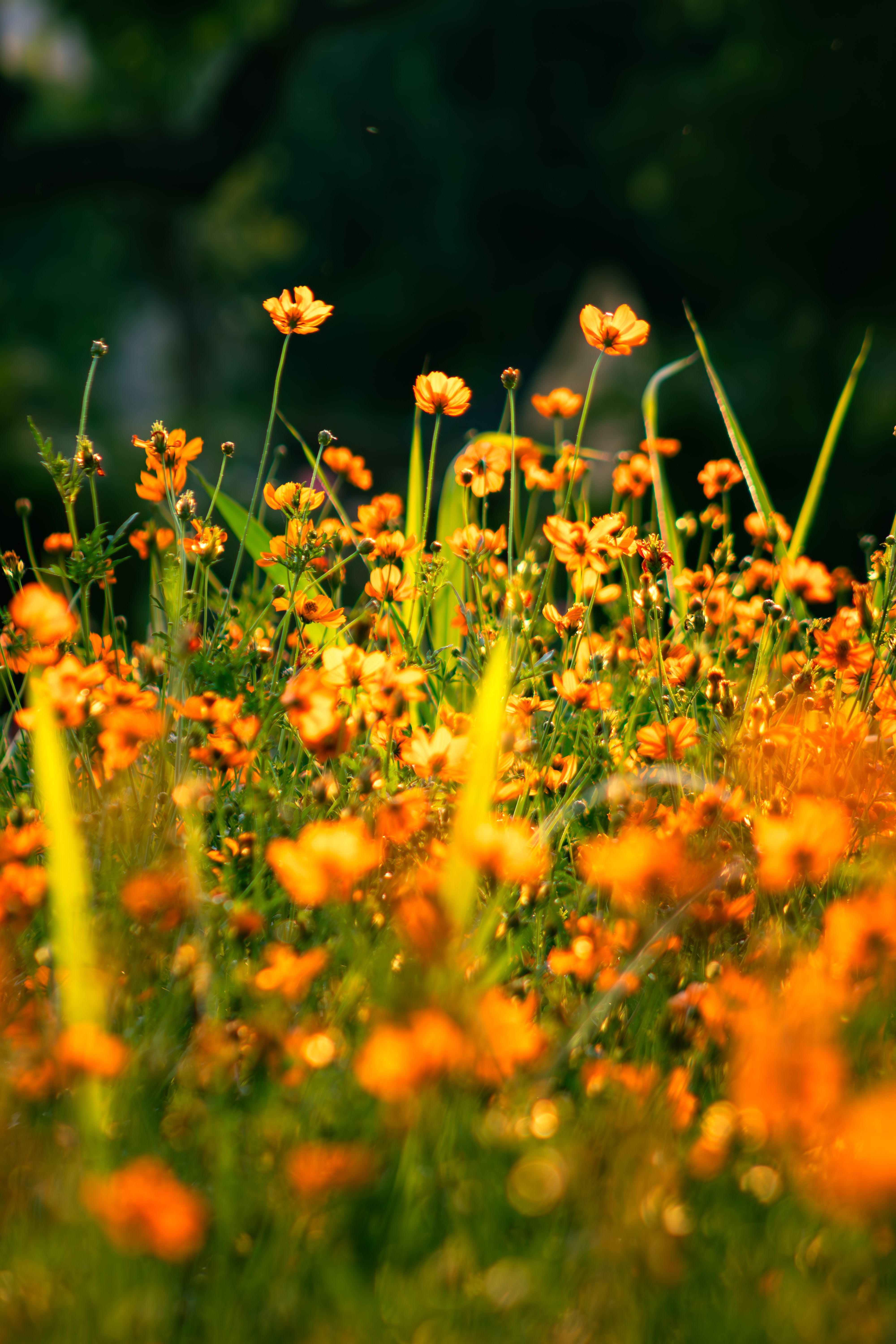 4000x6000 Early Summer Photo, Download The BEST Free Early Summer & HD Image