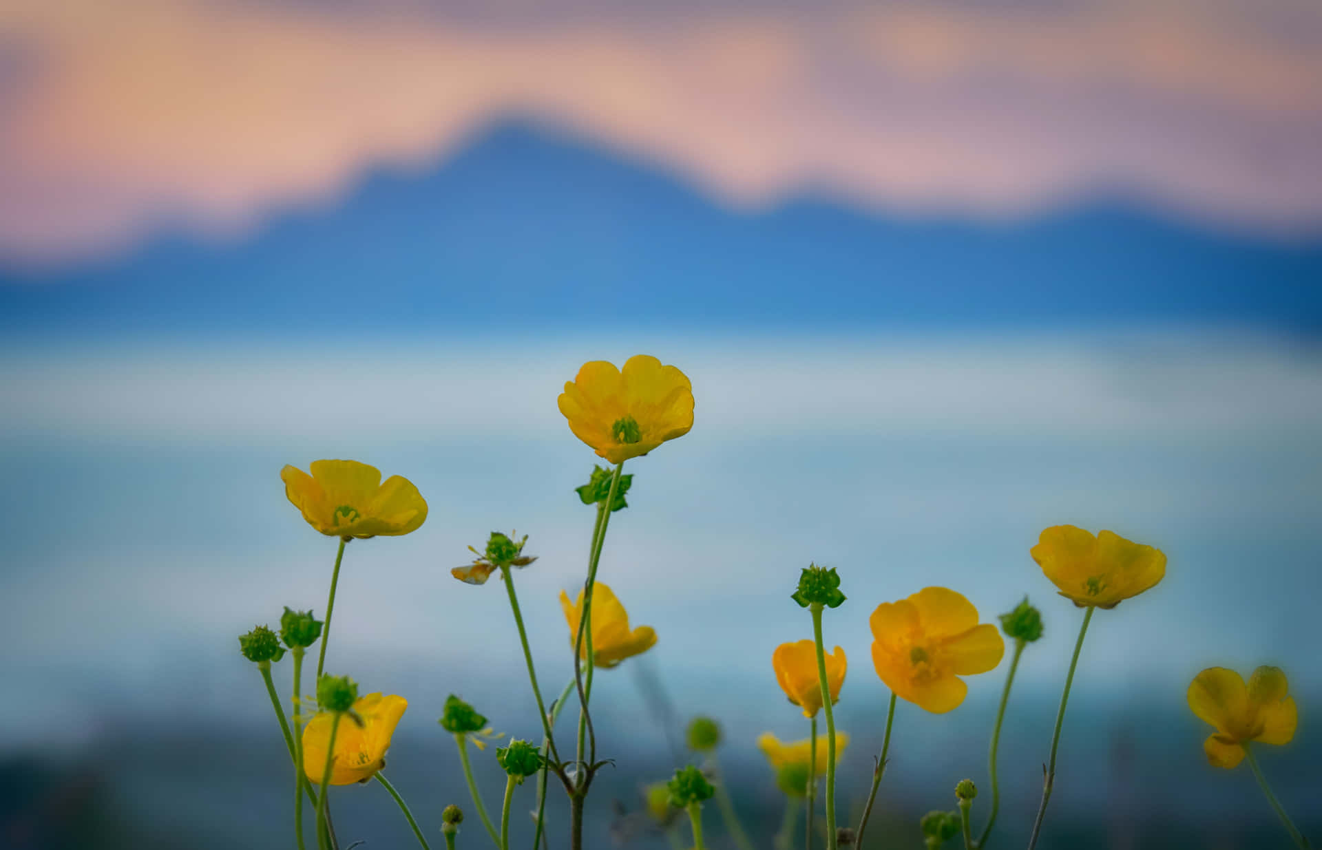 1920x1235 Summer Flowers Wallpaper
