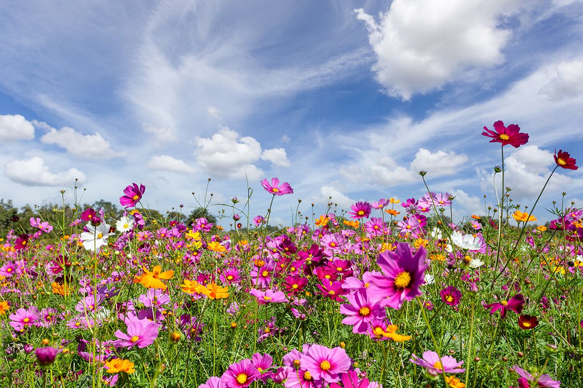 1200x800 May Garden Tips: Hello Color!