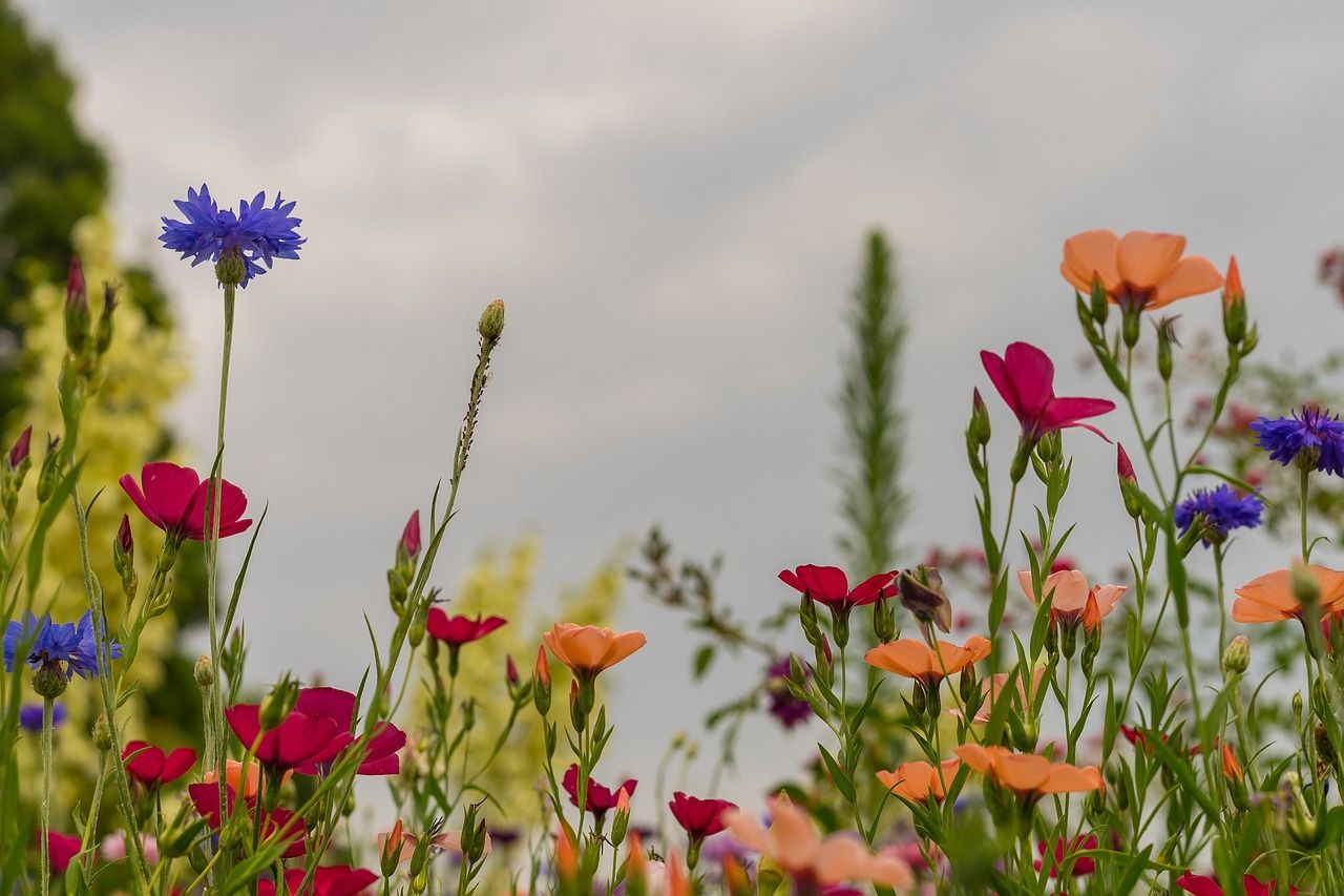 1280x853 Computer Flowers Summer Wallpaper