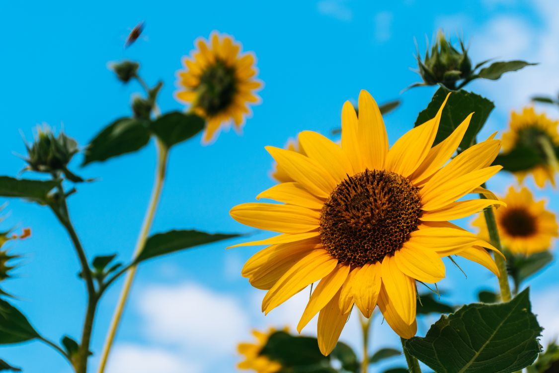 1125x750 Sunflowers · Free