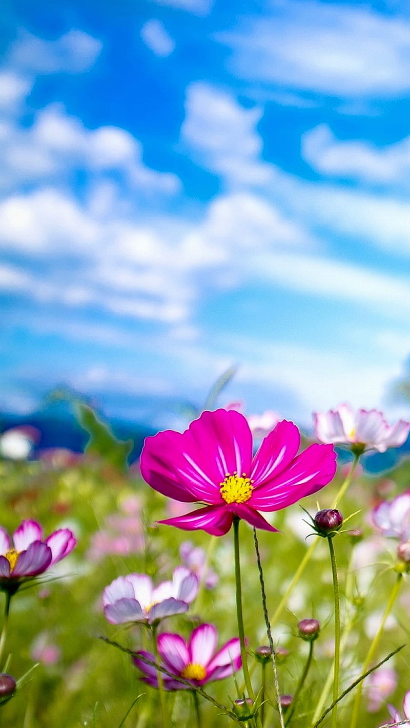 800x1422 Summer flower, bonito, blue, cool, grass, green, landscape, nature, nice, pink, HD phone wallpaper