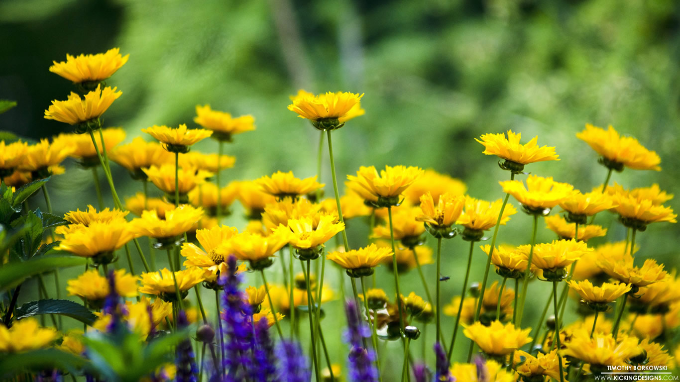1366x768 Summer Flowers 6 23 2016 Wallpaper Background