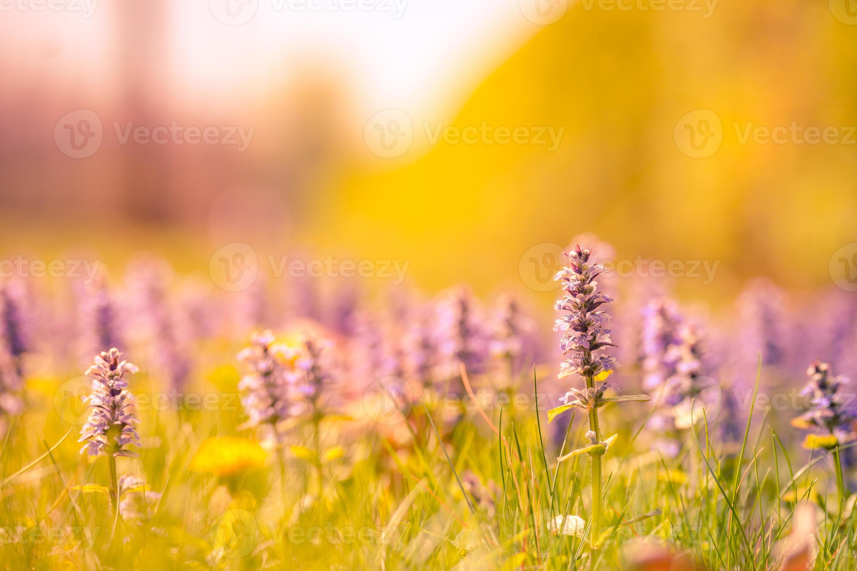 2940x1960 Summer nature view of a beautiful flowers with colorful meadow. Natural summer scene under sunlight. Natural green plants landscape using as a background or wallpaper with copy space 15886002