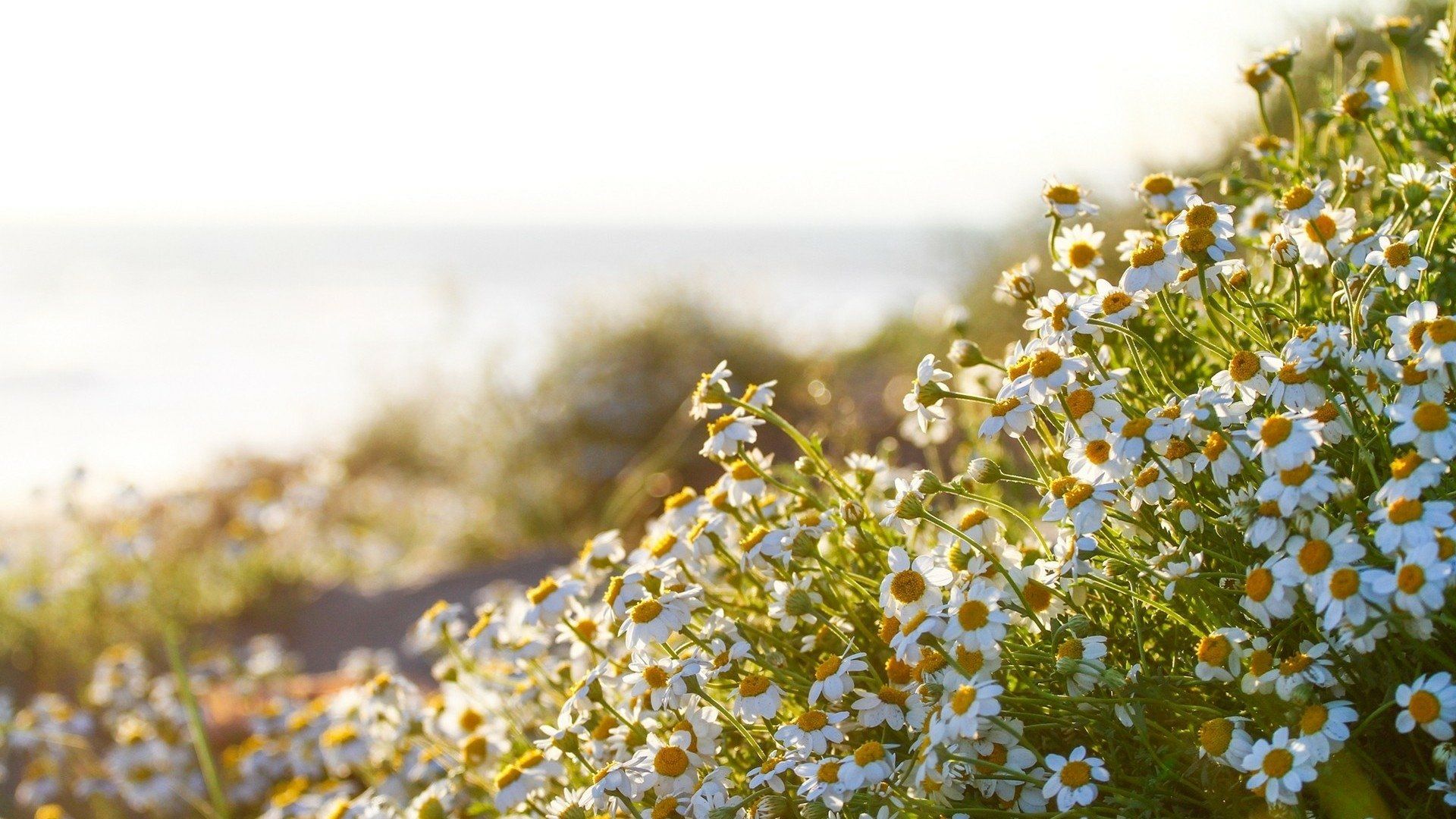 1920x1080 Download Sunny White Flower Summer Nature Chamomile Flower HD Wallpaperx1080