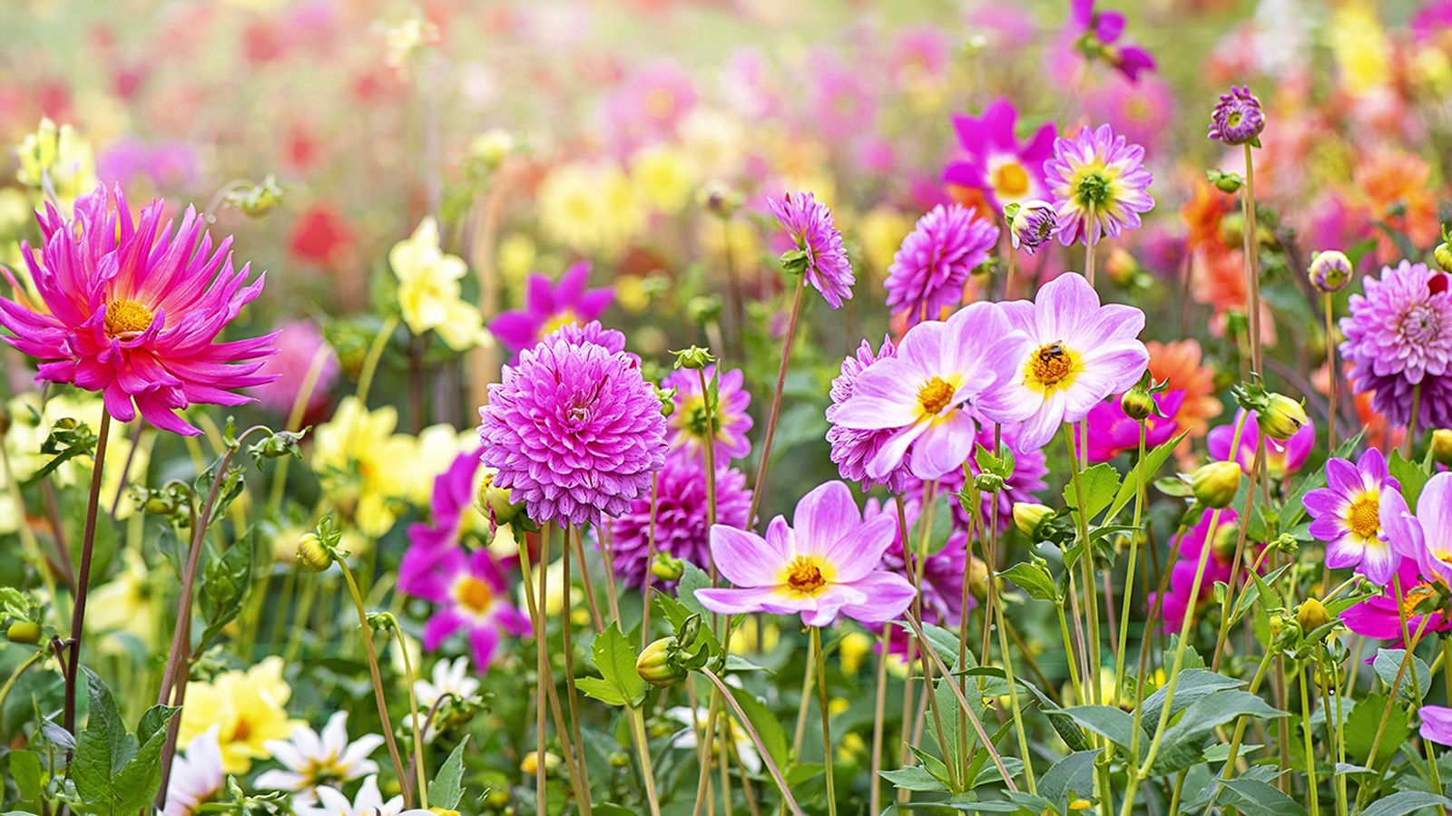 1600x900 Flower Seeds To Sow In March For A Heavenly Summer Garden. Gardening Know How