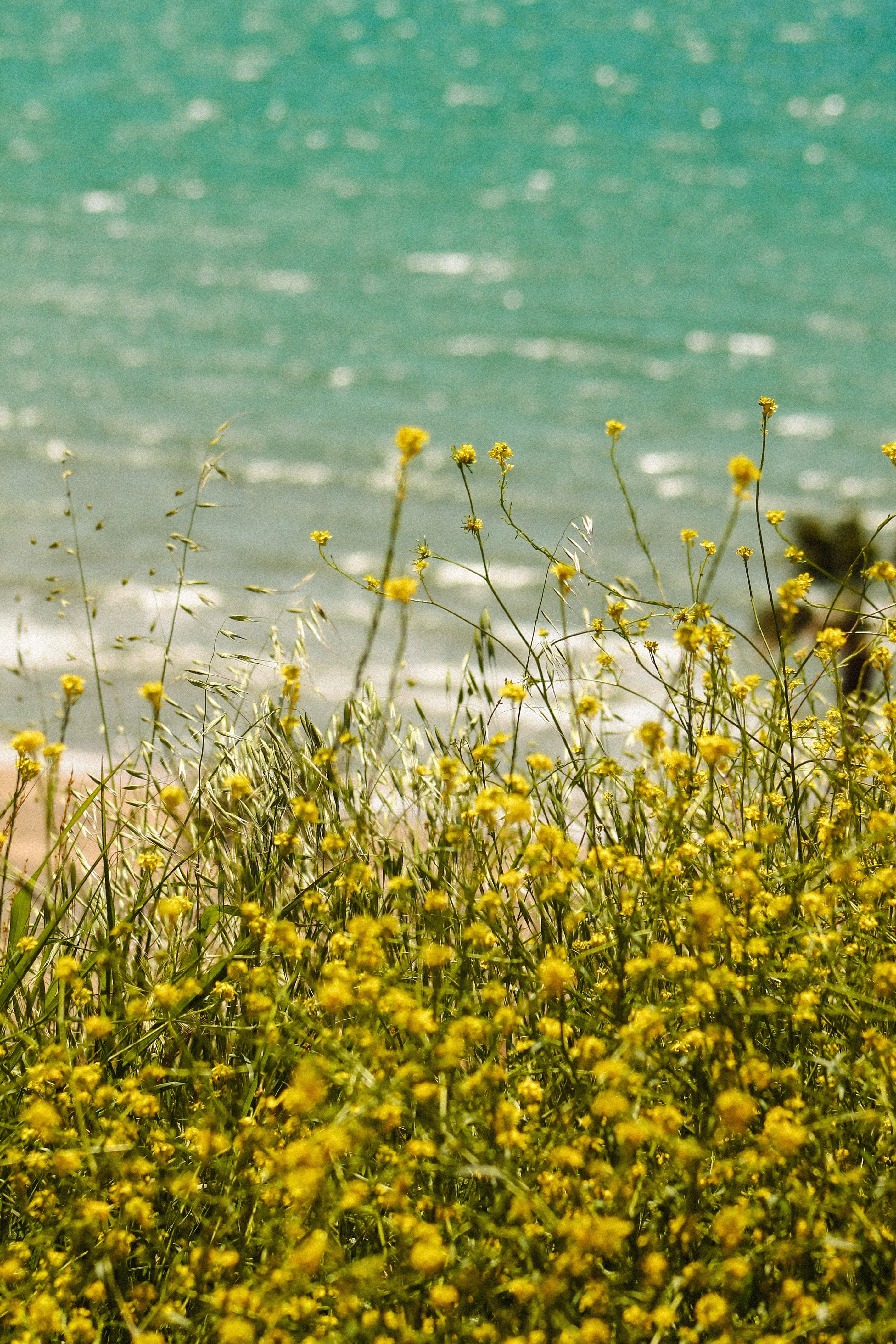 2848x4272 Yellow Flowers by the Shore · Free