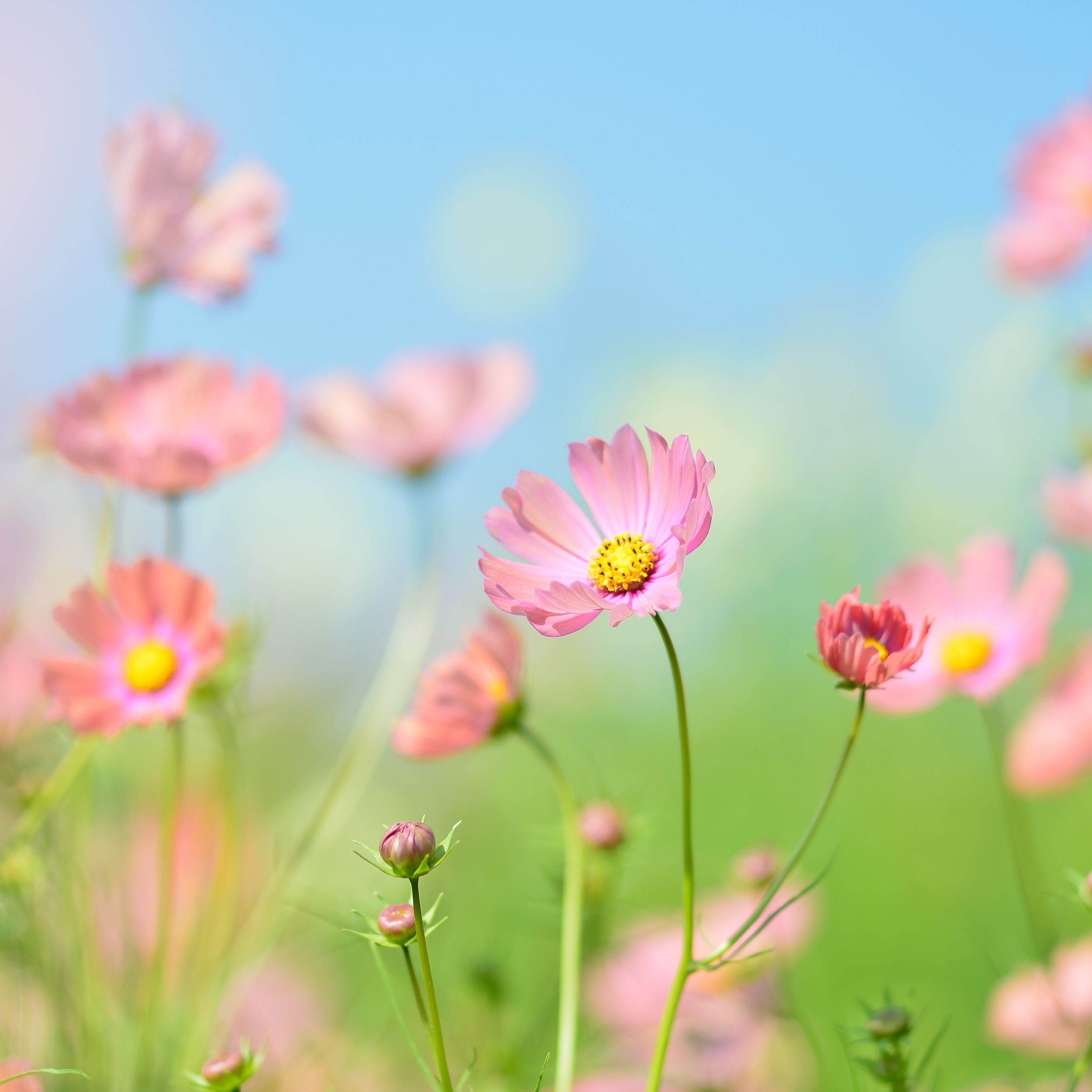 2732x2732 Flower garden Wallpaper 4K, Cosmos flowers, Summer, Aesthetic