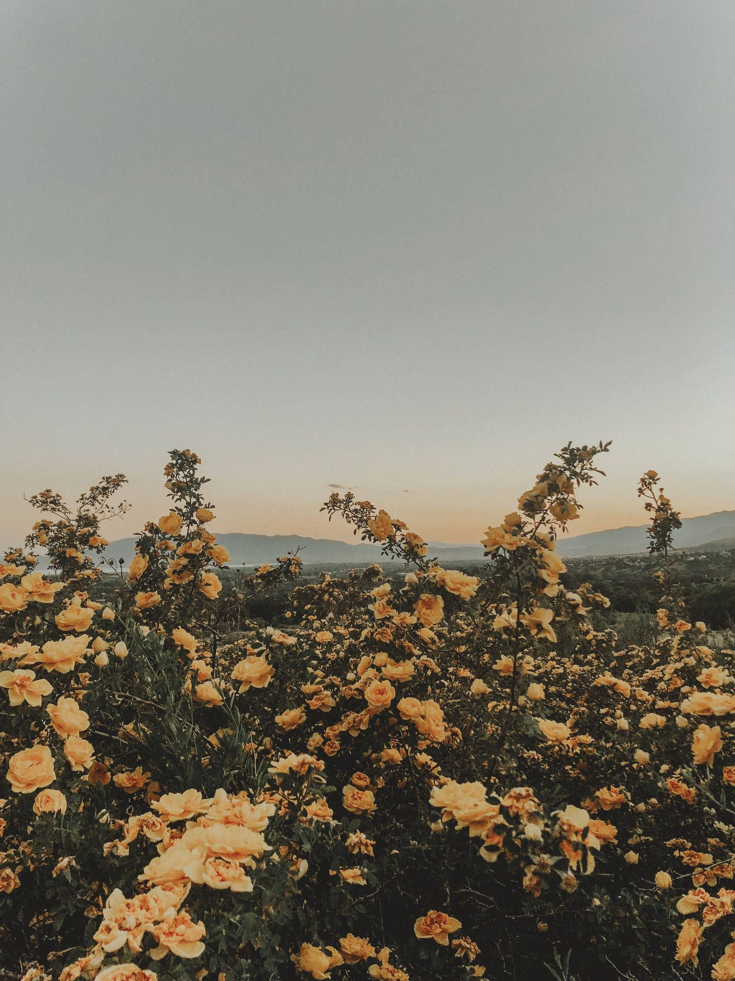 1440x1920 Download Summer Aesthetic Yellow Flowers Wallpaper