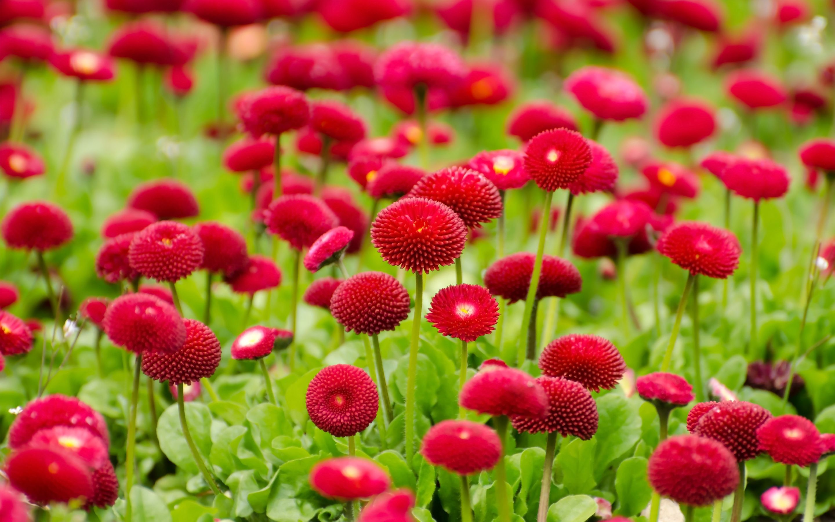 2880x1800 Summer Red Flowers Wallpaper