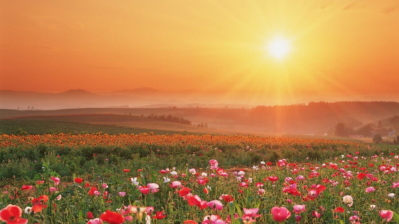 1366x768 Flower Field Summer Romance Feelings