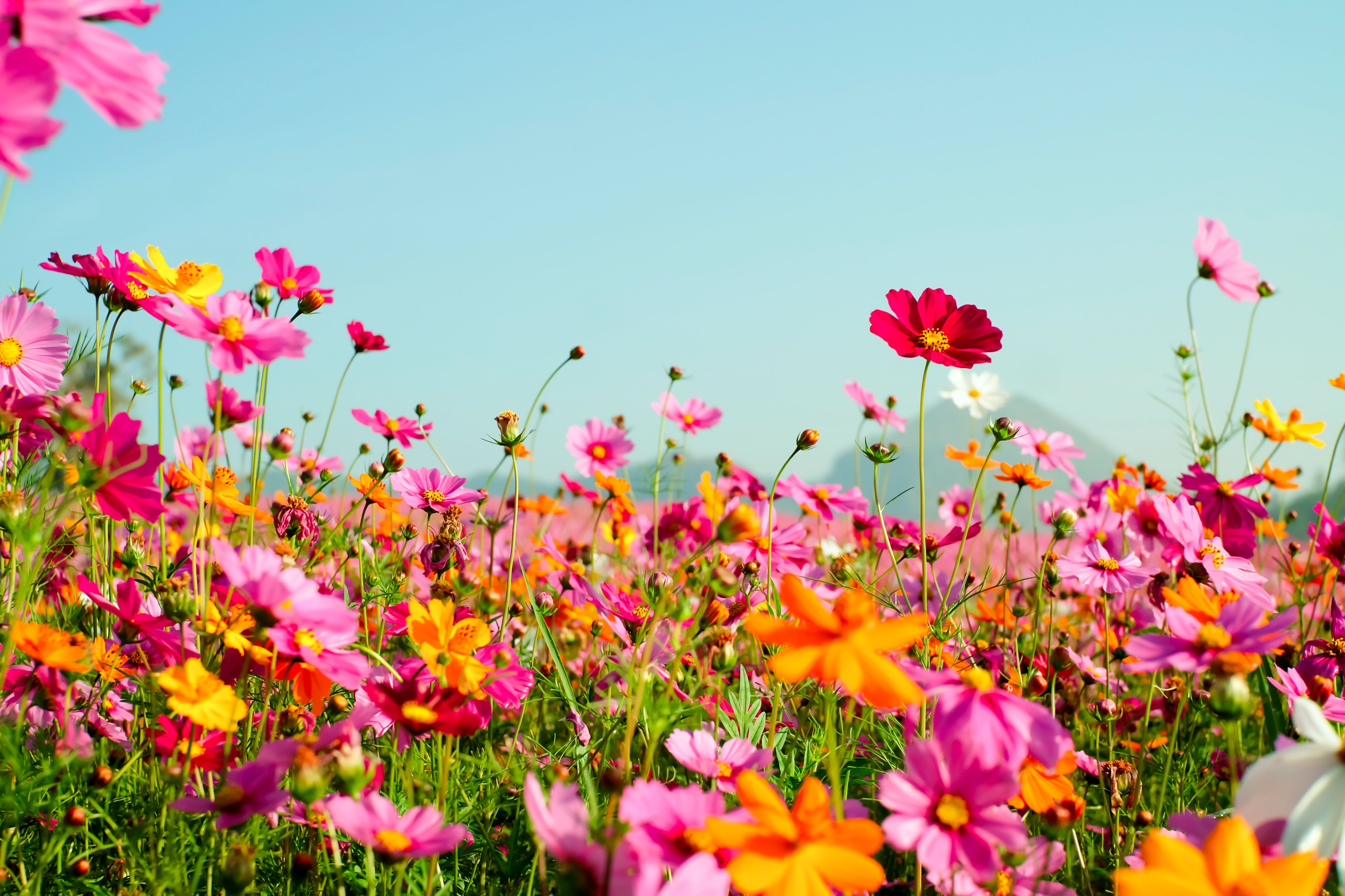 4896x3264 Download Pink Flower Orange Flower Meadow Flower Summer Nature 4k Ultra HD Wallpaperx3264
