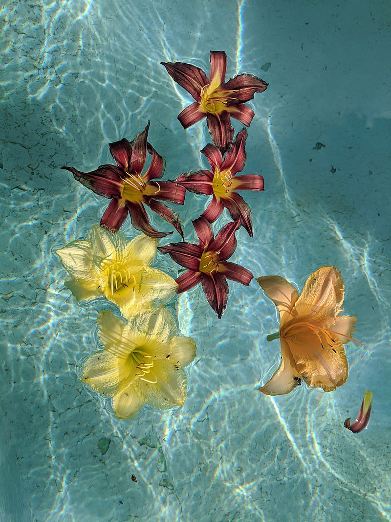 800x1067 Flowers in Fountain, aesthetic, plants, spring, summer, sunonwater, water, HD phone wallpaper