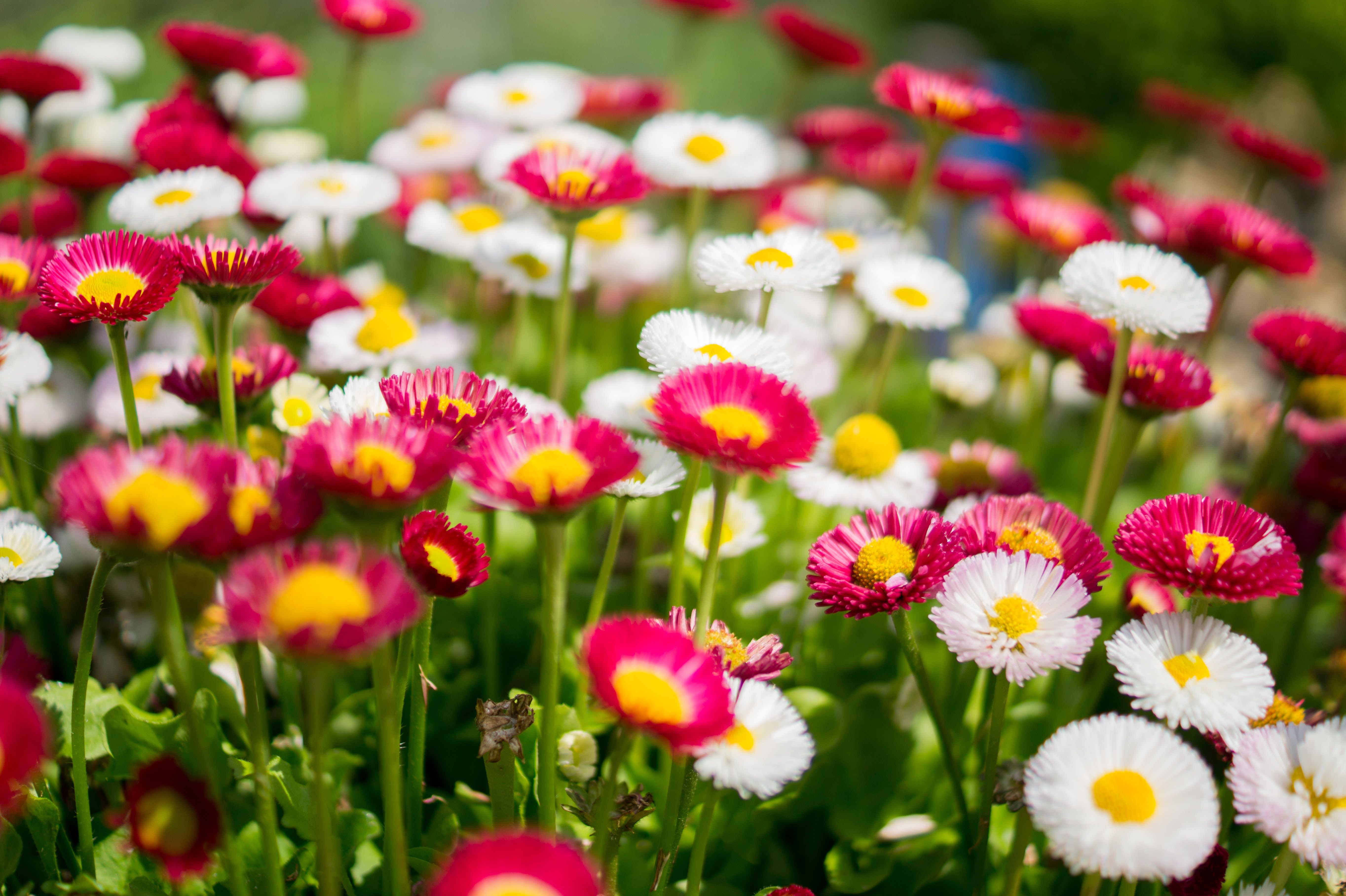 5456x3632 Free photo: Summer flowers, Colourful, Desktop background