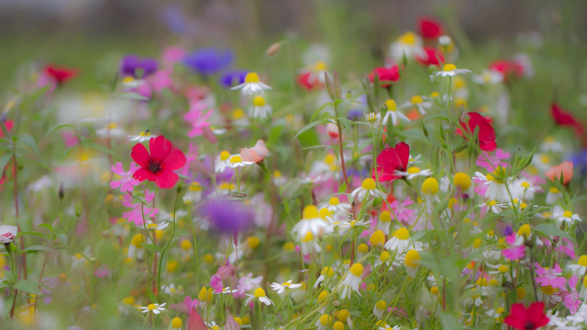 1920x1080 Colorful Summer Flowers In A Blur Background HD Flowers Wallpaper