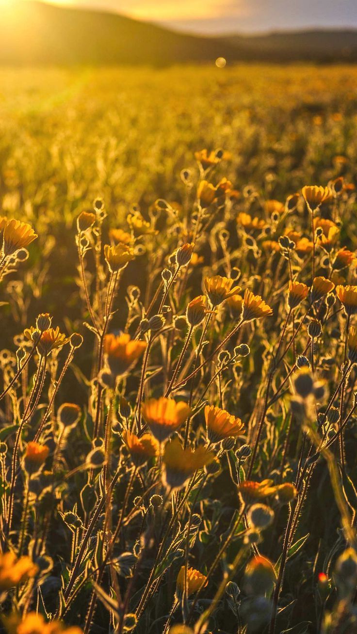 736x1308 Summer field iPhone wallpaper homescreen background HD nature flowers lock screen 4k phone image