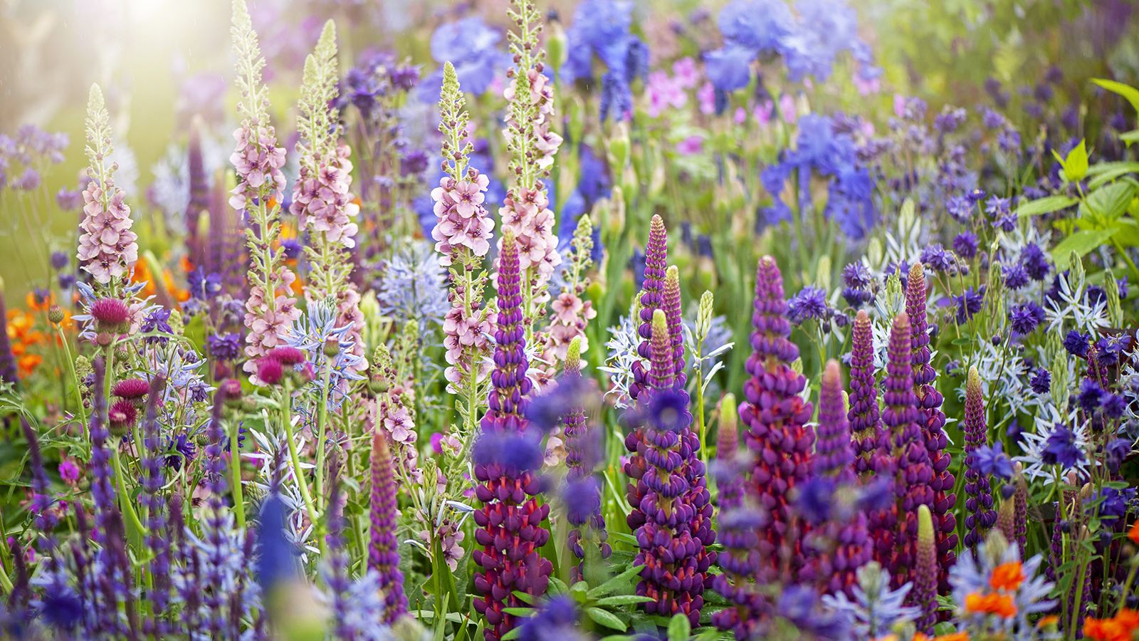 1600x900 Most Beautiful Summer Blooming Plants Every Garden Needs. Gardening Know How