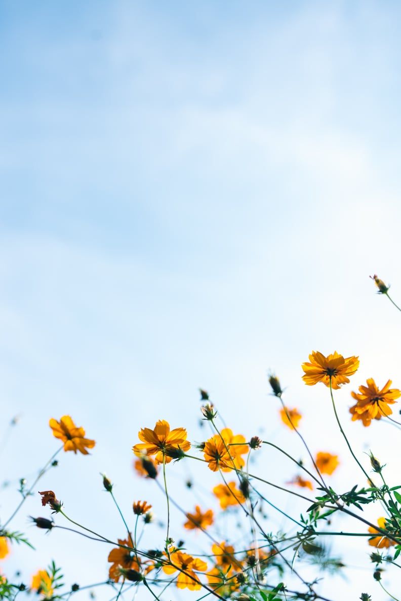792x1186 Best iOS 14 Summer Wallpaper For Your Home Screen Aesthetic