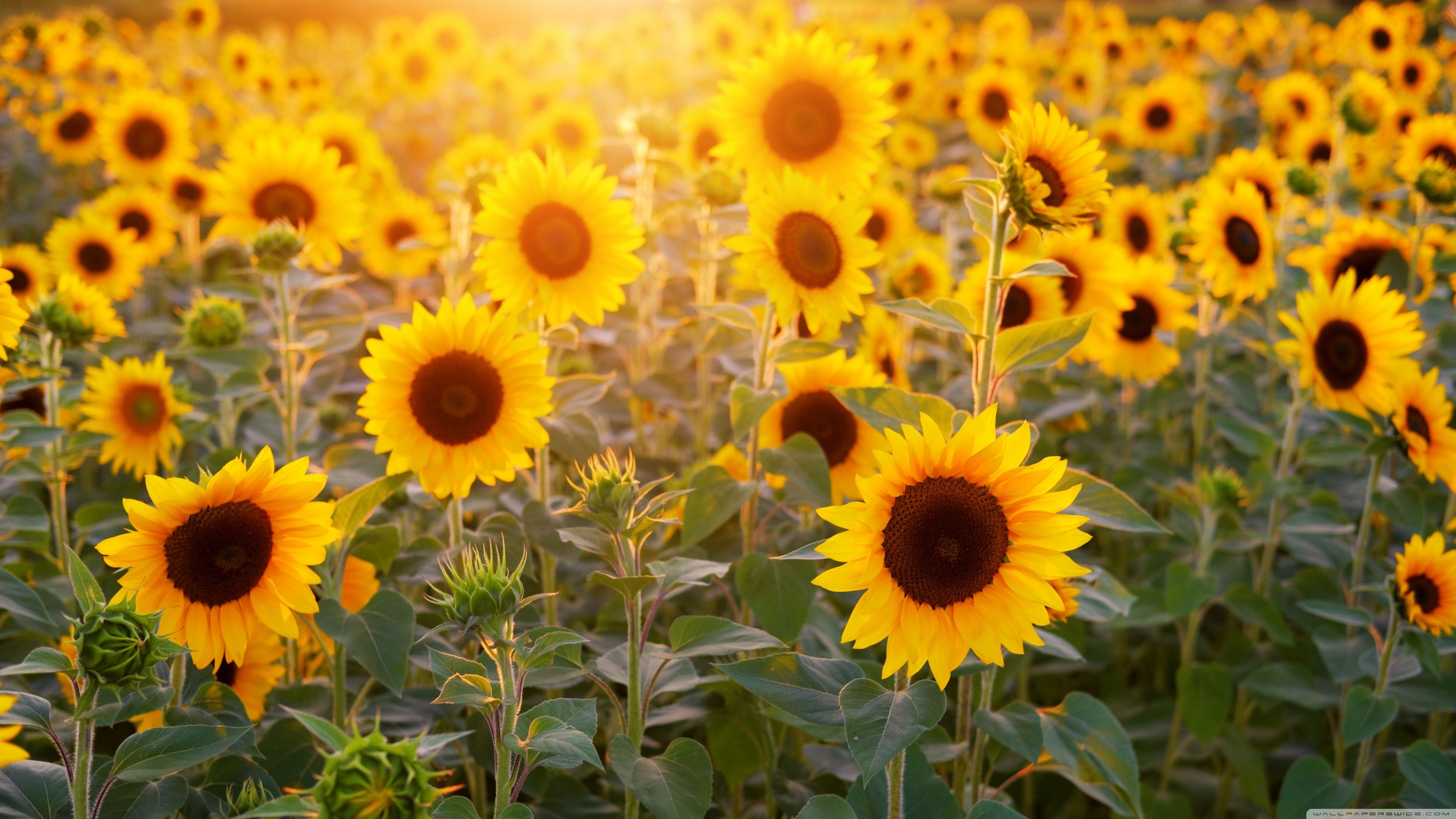 3840x2160 Sunflowers Field, Summer 4K UHD Wallpaper for UltraHD Desktop and TV : Dual Monitor : Smartphone and Tablet Devices