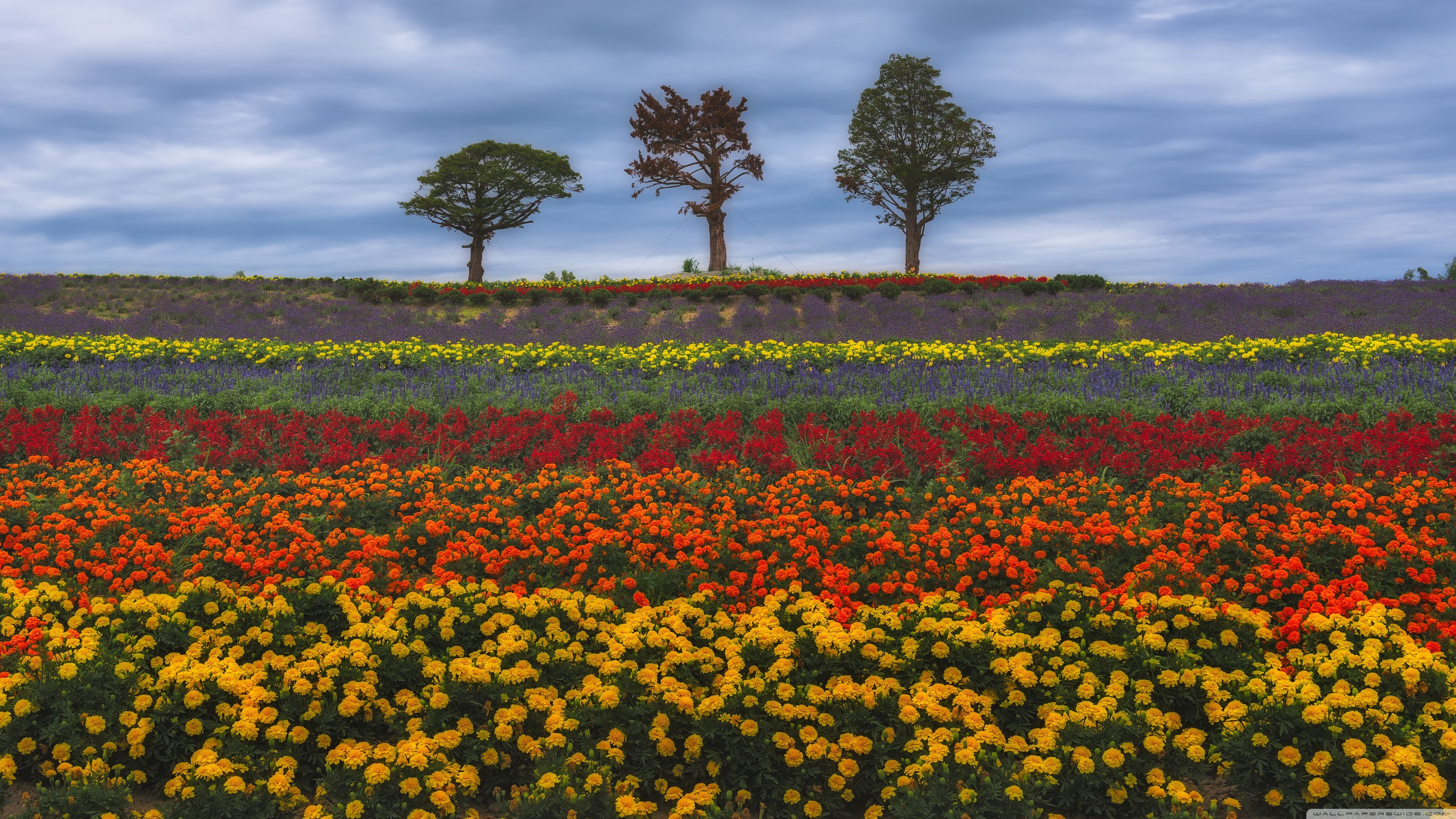 3840x2160 Summer Flowers 4K UHD Wallpaper for UltraHD Desktop and TV : Widescreen and UltraWide Display : Dual Monitor : Smartphone and Tablet Devices