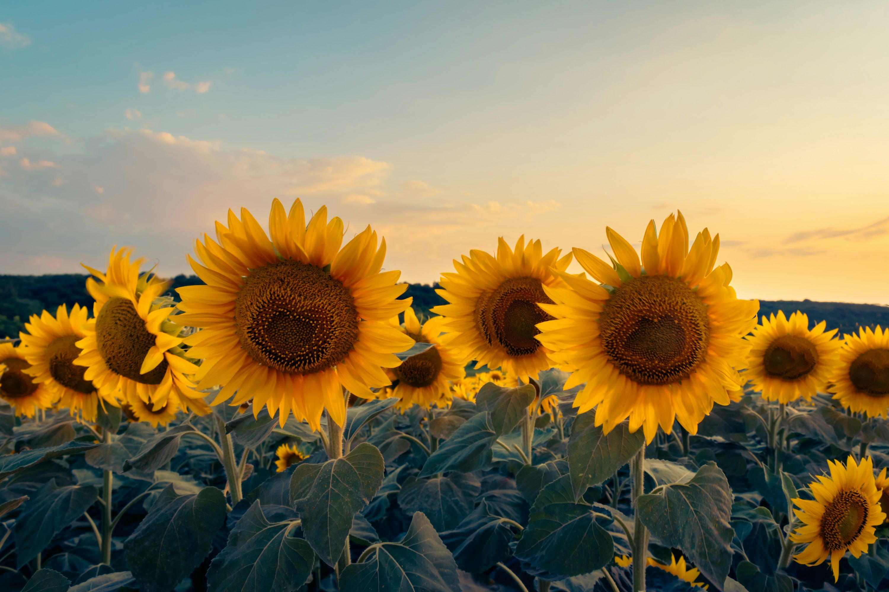 3000x2000 Summer Wallpaper: Free HD Download [4K]