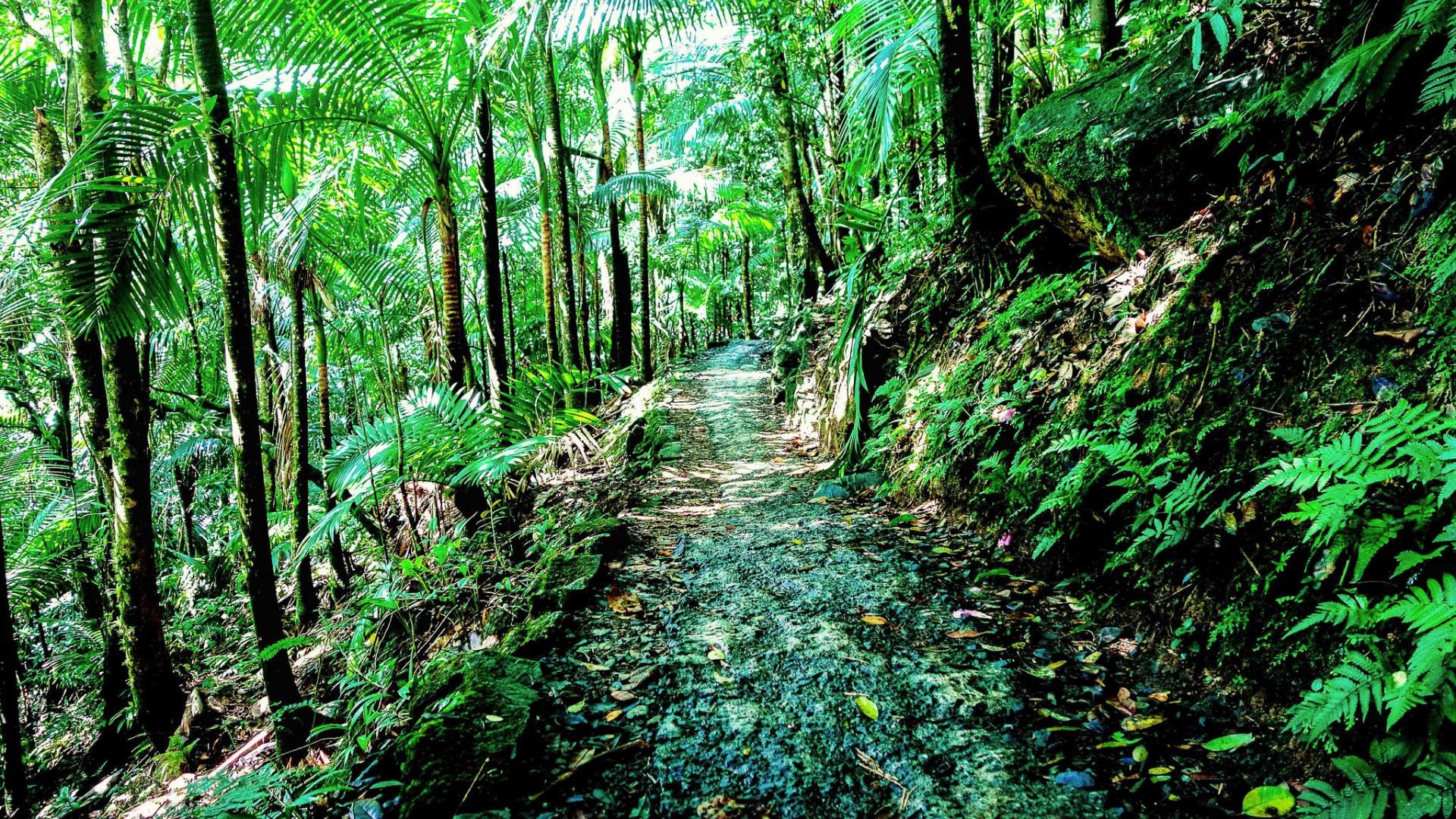1920x1080 El Yunque National Forest
