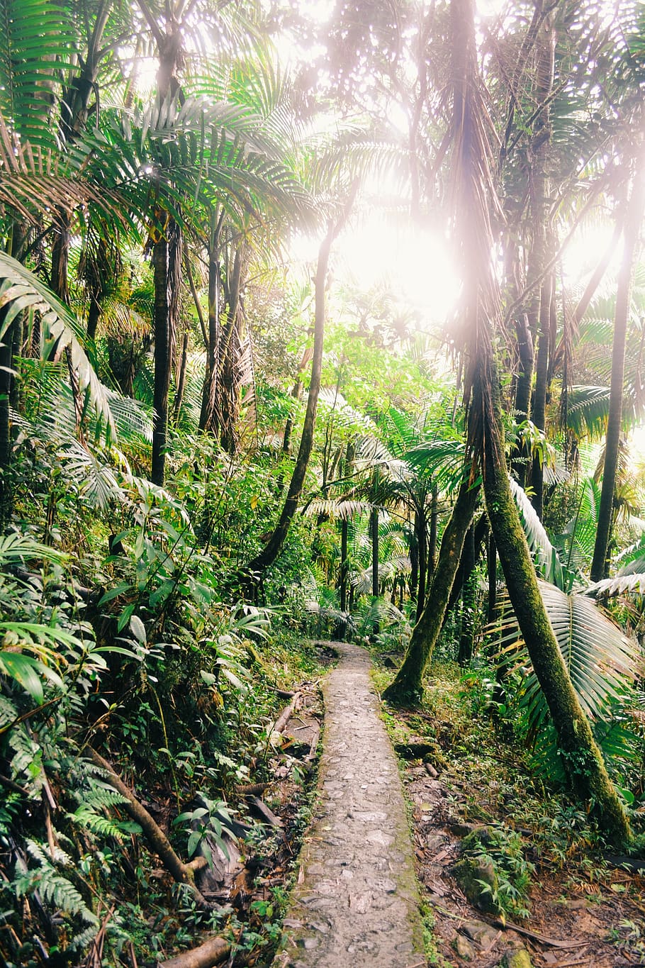910x1365 puerto rico, el yunque, trail, hiking, forest, palm, palmtrees, rainforest