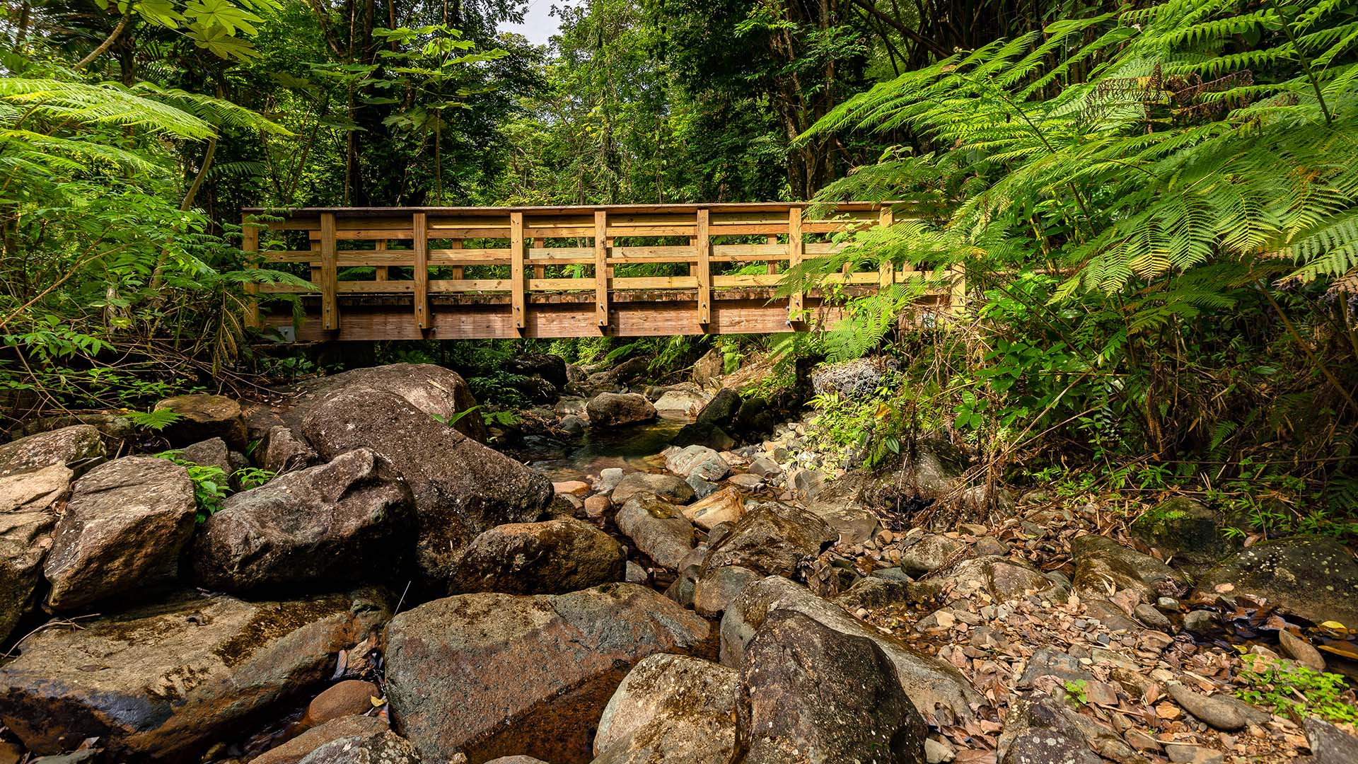 1920x1080 A wooden bridge in El Yunque National Forest, Puerto Rico. Windows Spotlight Image