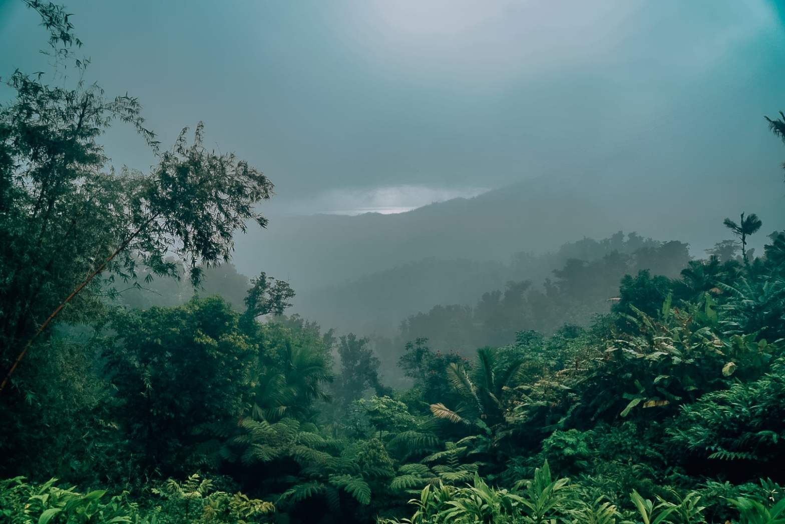 1568x1048 Tips for Your Day at El Yunque Rainforest • Amanda Wanders