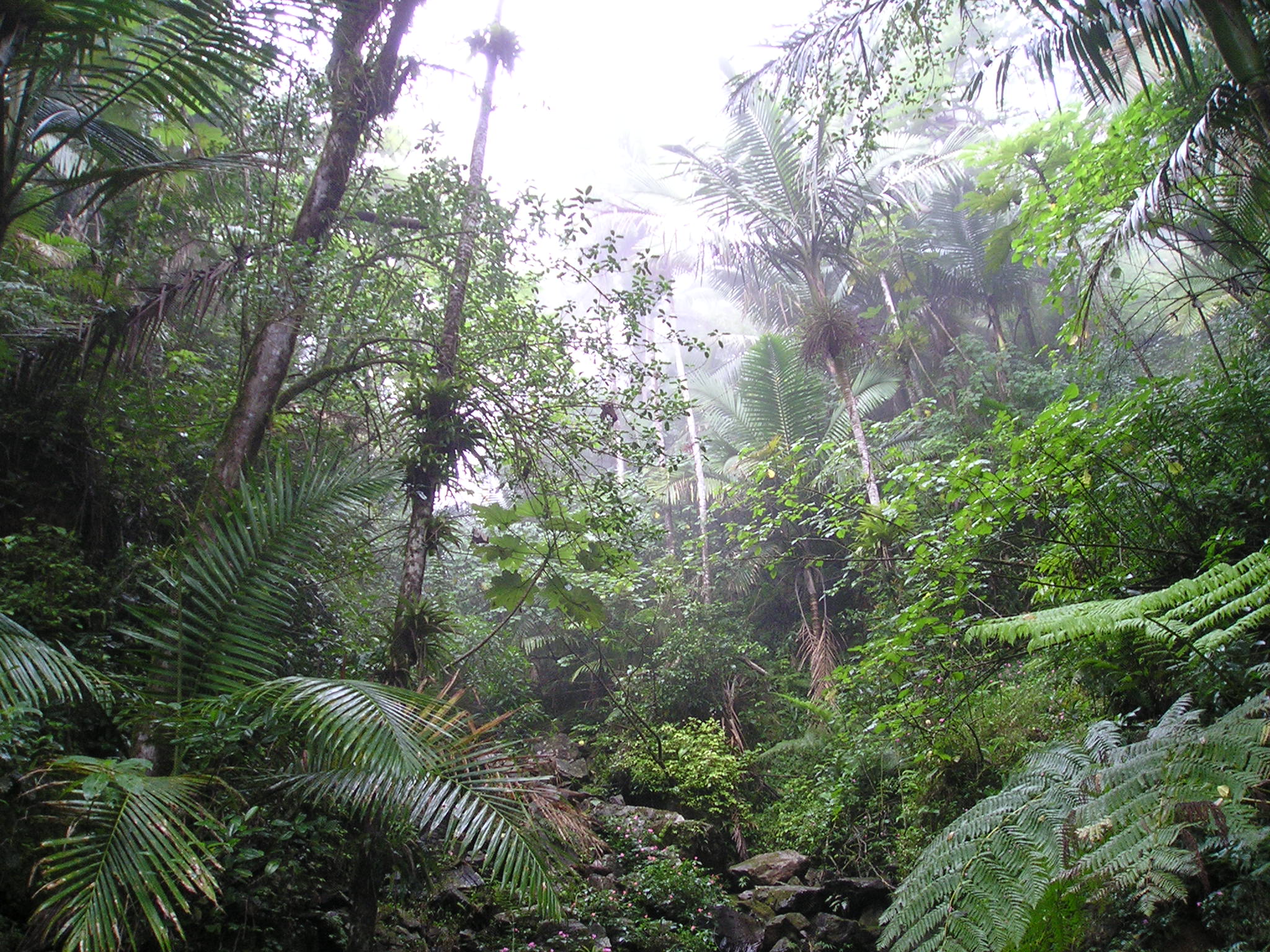 2048x1536 Rain Forest of El Yunque, Puerto
