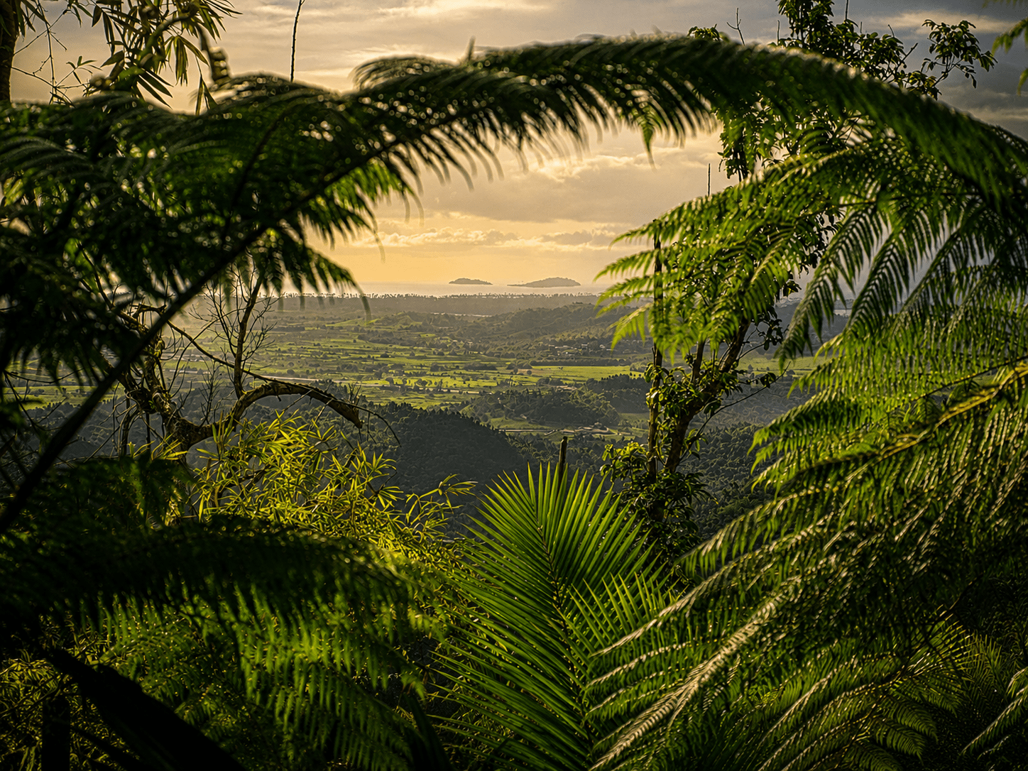 1448x1086 Adventures in The Puerto Rico Rainforest Yunque Sabana Park