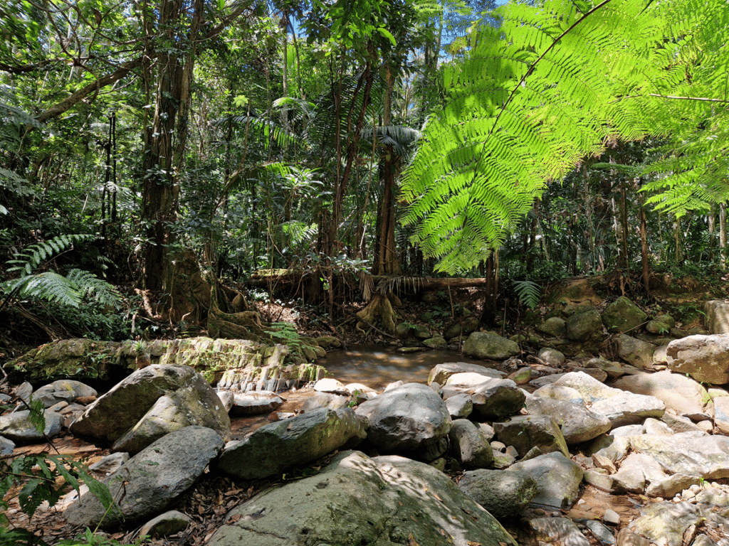 1024x768 El Yunque National Forest: hiking in Puerto Rico's tropical rainforest