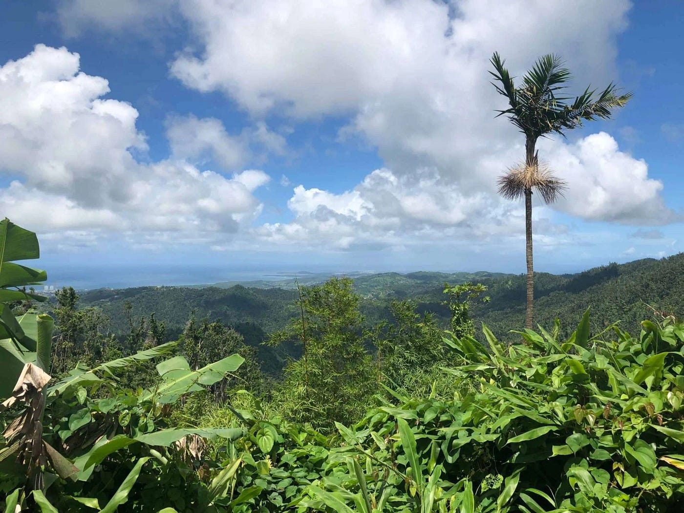1400x1050 Things You Should Know Before Visiting El Yunque National Forest in Puerto Rico. by Rachel K. Belkin, M.Ed