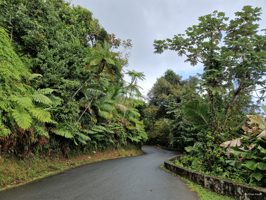 1024x768 El Yunque National Forest: hiking in Puerto Rico's tropical rainforest