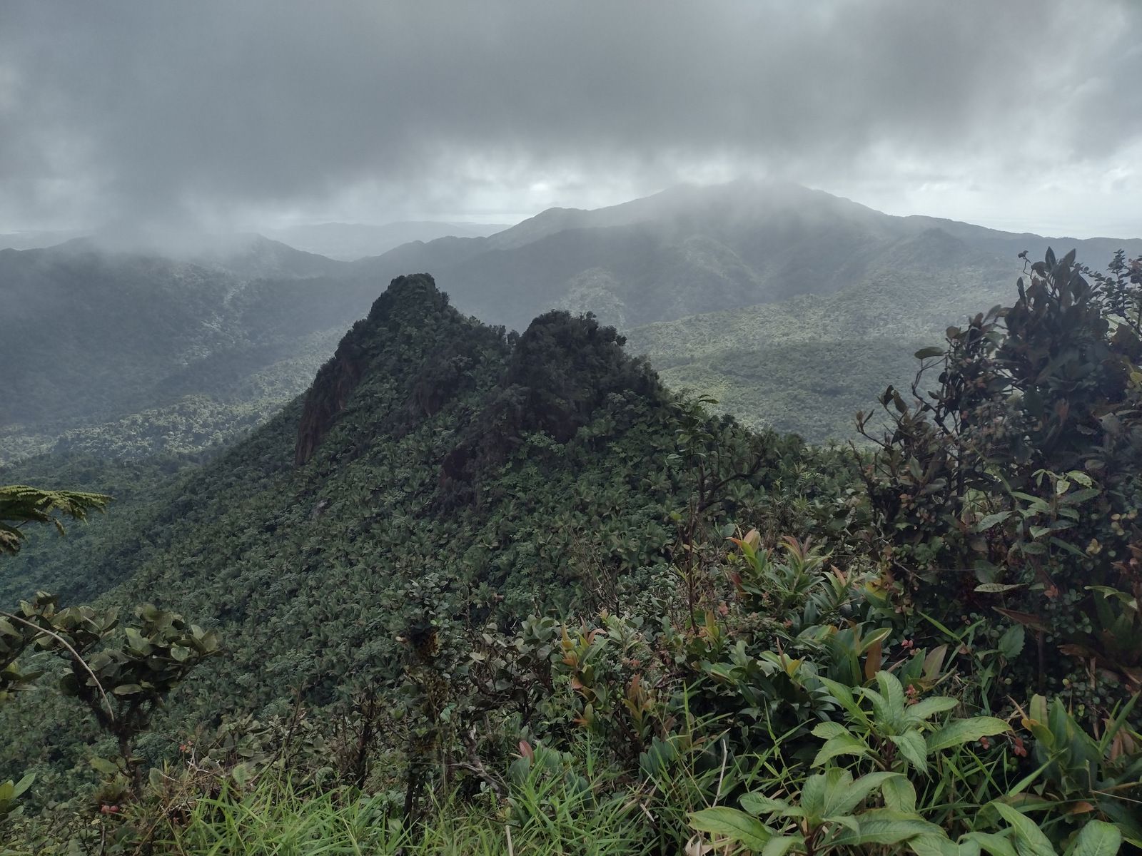 1600x1200 El Yunque National Forest. Raven About The Parks