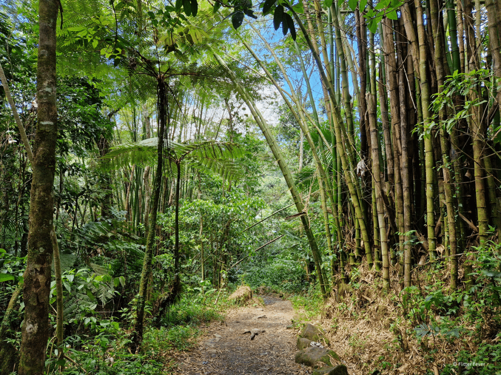 1024x768 El Yunque National Forest: hiking in Puerto Rico's tropical rainforest