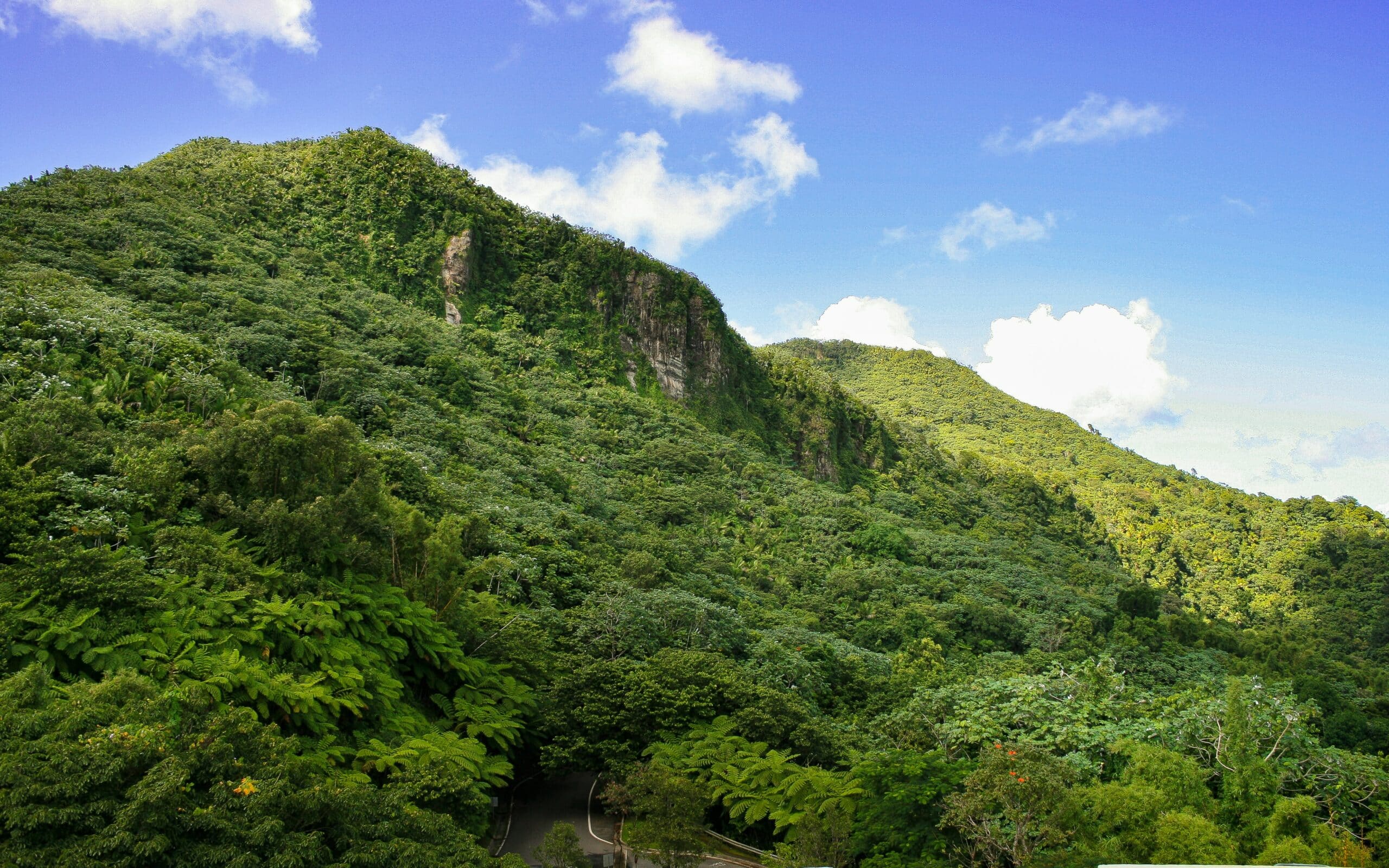2560x1600 Top Things To Do At El Yunque National Forest Puerto Rico