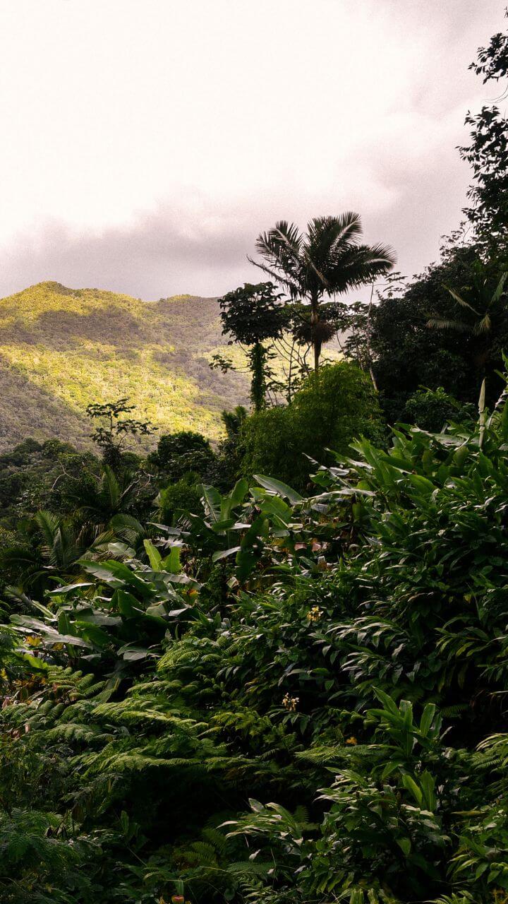 720x1280 Best Activities and Tours in El Yunque National Rainforest