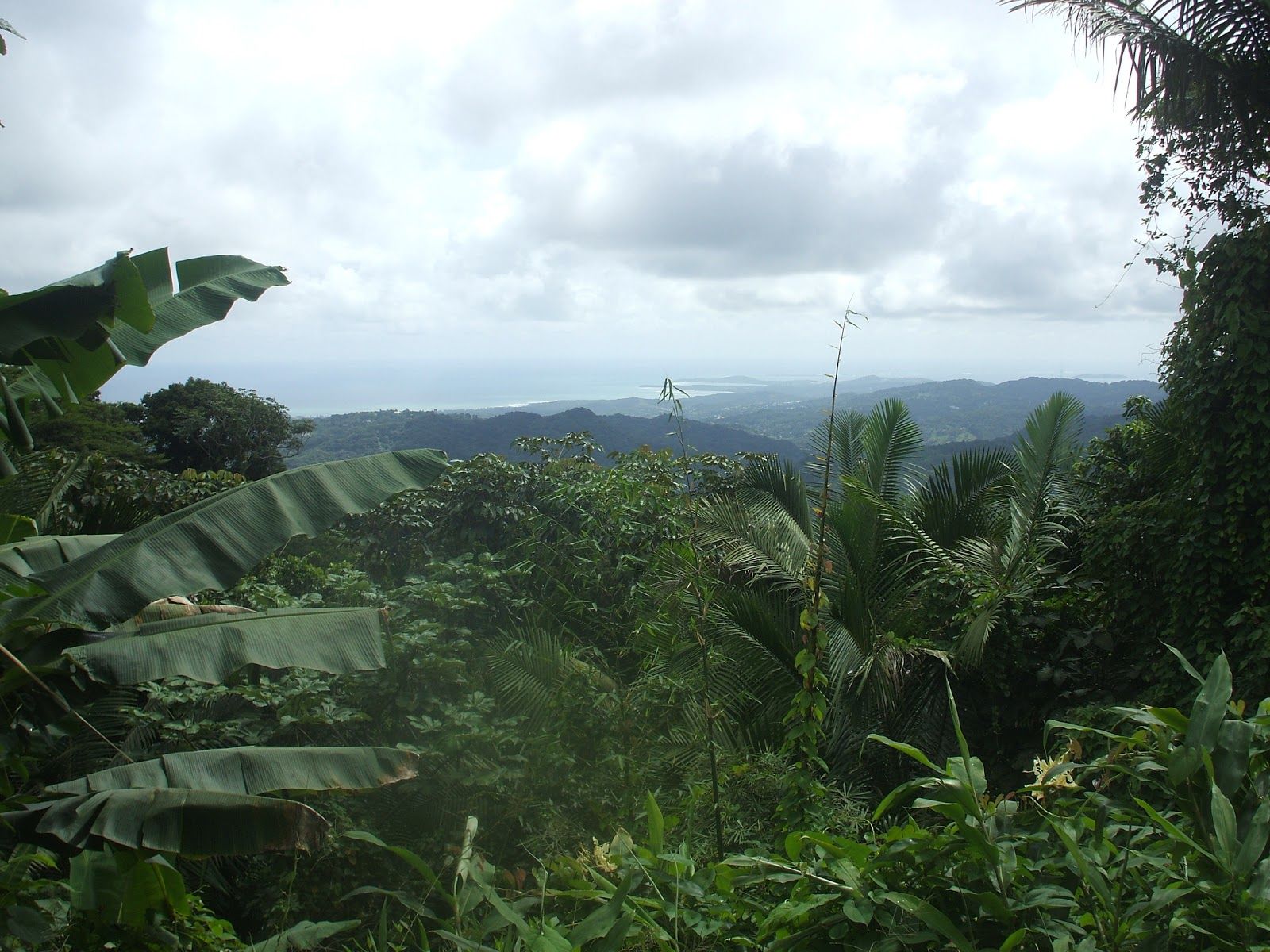 1600x1200 Hiking El Yunque Rain Forest