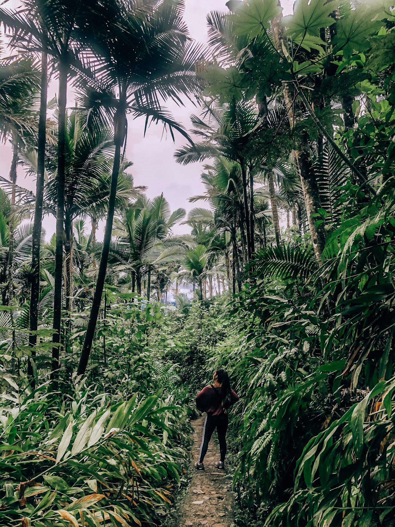 1382x1842 Hiking In El Yunque