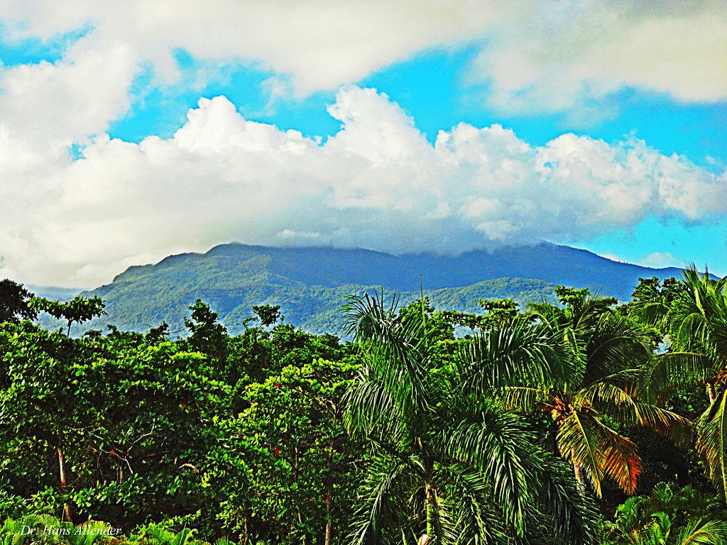 1024x768 El Yunque, Puerto Rico. Dr. Hans Allender