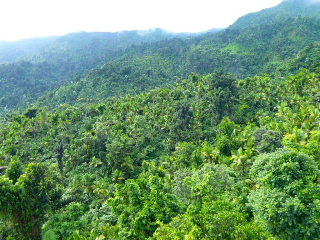 1024x768 El Yunque National Forest In Puerto Rico: 10 Helpful Tips For First Time Visitors!'s Not About The Miles