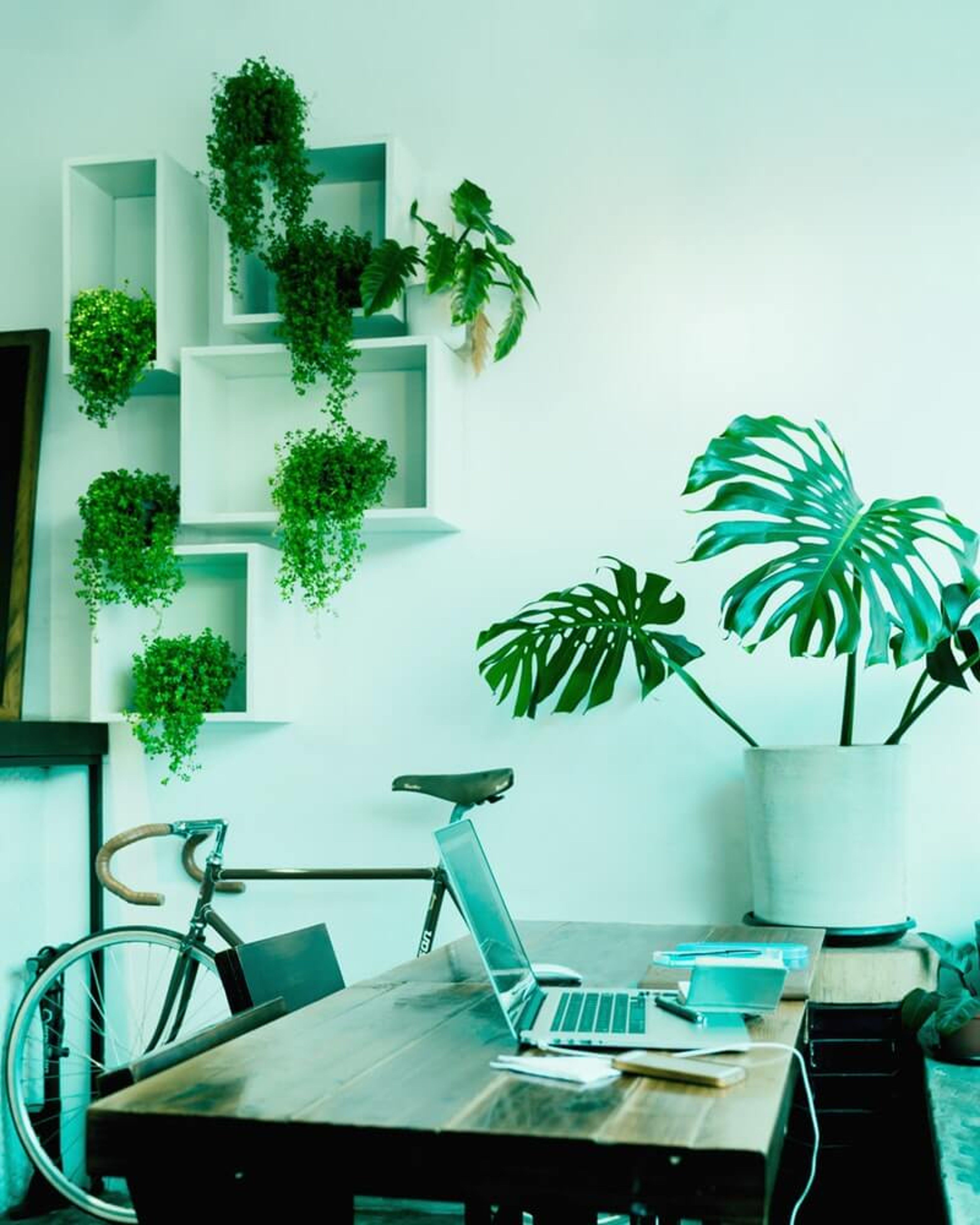 3840x4800 Office Desk Plants. Easy Office Plants