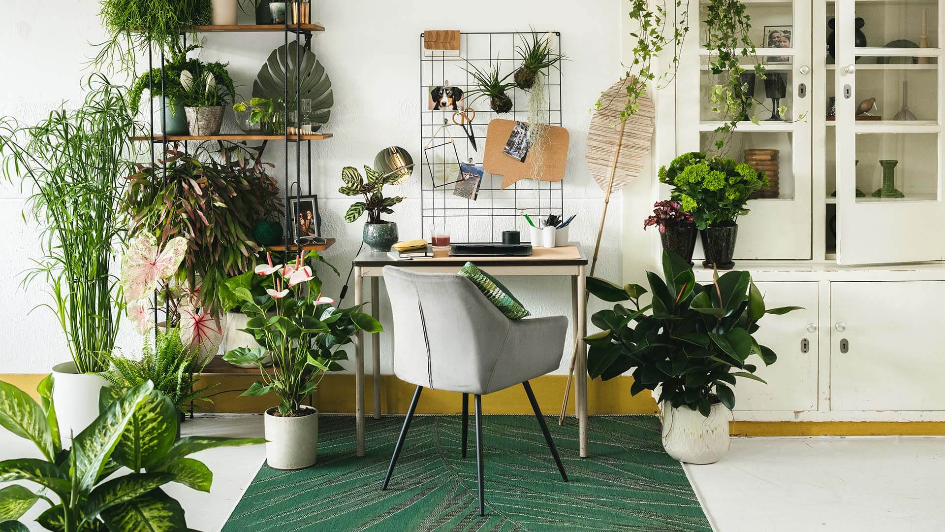 1920x1080 Plant Design: plants first when decorating your home