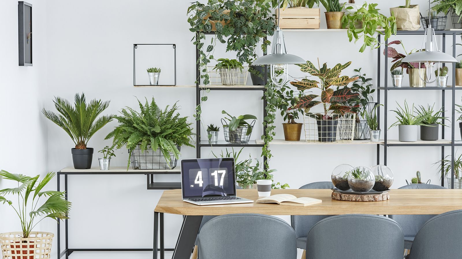 1600x900 of the best office plants to boost your concentration. Homes and Gardens