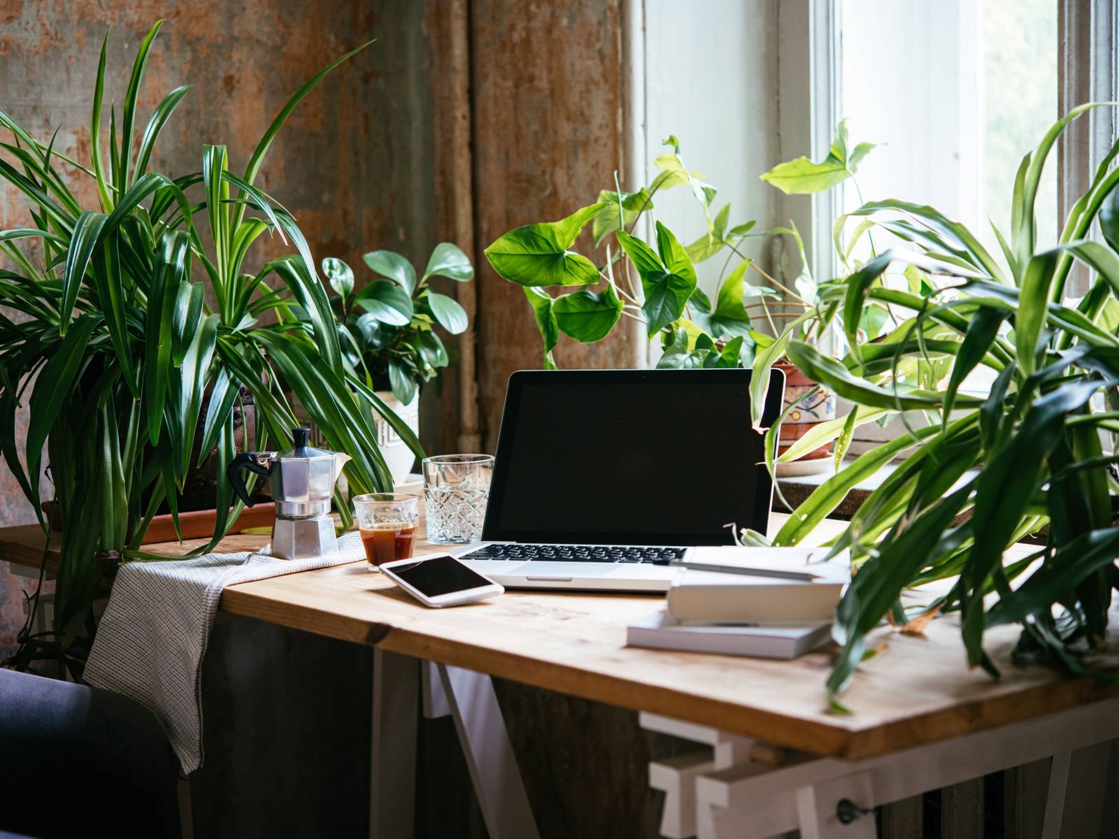 1600x1200 Zen at Work: 9 Plants That Promote Tranquility in Your Office
