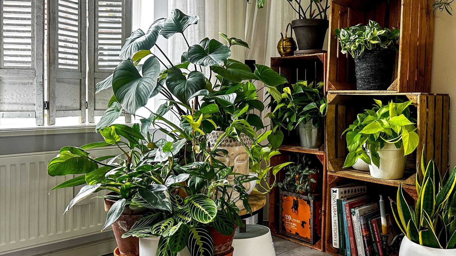 1600x900 Plants Increase Productivity? 19 Houseplants for Your Home Office