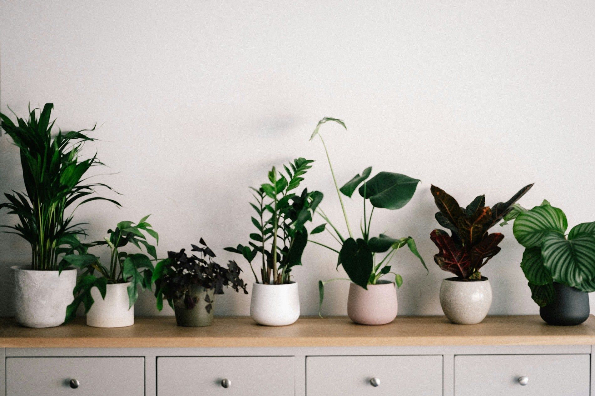 1900x1267 Must Have Good Luck Plants For Home & Office