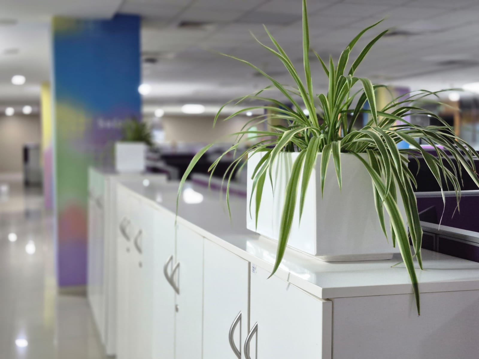 1600x1200 Plants for Office in Bangalore