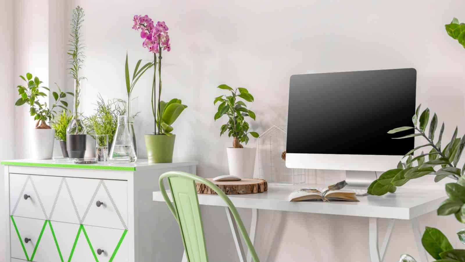 1600x900 Best Desk Plants For Your Office (Low Maintenance Plants)